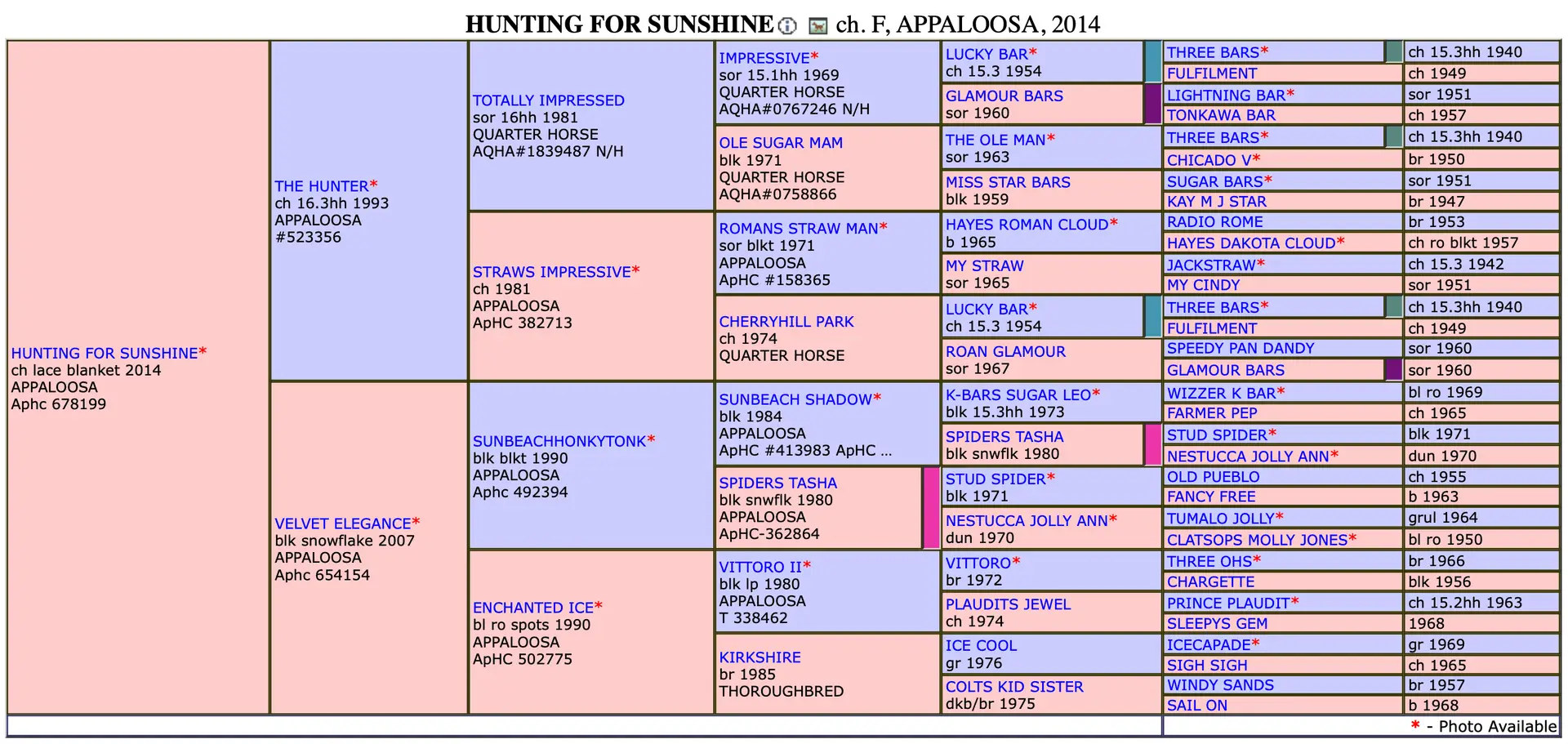 Hunting For Sunshine - Avalon Appaloosas
